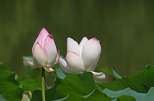 thống kê xổ số kon tum
